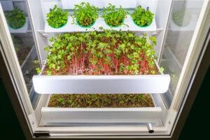Read more about the article Überraschend einfache Wege, um Indoor Farming zu betreiben